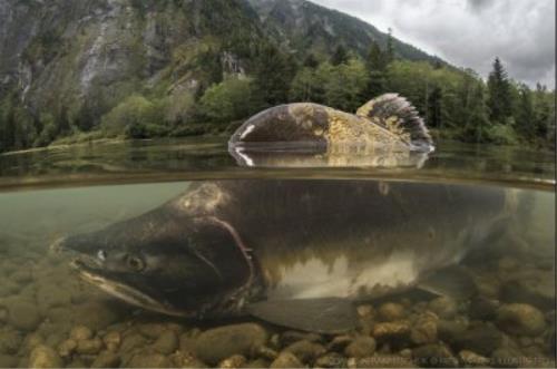 Melting glaciers may produce recent mild salmon habitat, thought finds